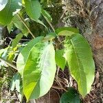 Ficus citrifolia leaf picture by Eduardo Bagagli (cc-by-sa)