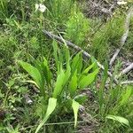 Sagittaria lancifolia leaf picture by Luke Luke (cc-by-sa)