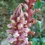 Orobanche minor flower picture by Dominique Vioux (cc-by-sa)