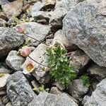 Ranunculus glacialis habit picture by Nicolas Lagarrigue (cc-by-sa)