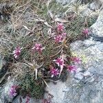 Saxifraga retusa flower picture by Claude (cc-by-sa)