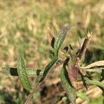 Centaurea decipiens leaf picture by Margot Delrieu (cc-by-sa)