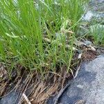 Carex ferruginea habit picture by Yoan MARTIN (cc-by-sa)