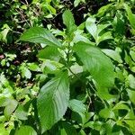 Clethra alnifolia leaf picture by Adam Gonnerman (cc-by-sa)