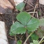 Fragaria vesca leaf picture by Simon der Schmied (cc-by-sa)