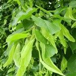 Tilia cordata flower picture by Dieter Bausenwein (cc-by-sa)