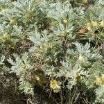 Astragalus granatensis leaf picture by Najeral Fernando (cc-by-sa)