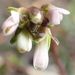 Arabis scabra flower picture by Yoan MARTIN (cc-by-sa)