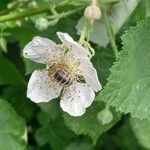 Rubus pruinosus flower picture by Kai Best (cc-by-sa)