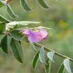 Onobrychis caput-galli flower picture by Llandrich anna (cc-by-sa)