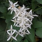 Clematis terniflora flower picture by K O (cc-by-sa)