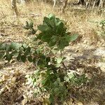 Combretum glutinosum habit picture by Maarten Vanhove (cc-by-sa)