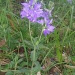 Veronica orsiniana habit picture by Nicolas Bazin (cc-by-sa)