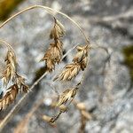 Poa cucullata fruit picture by Fabien Anthelme (cc-by-sa)