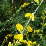 Genista florida flower picture by Prieta Javier (cc-by-sa)