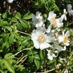 Rosa sempervirens habit picture by Yoan MARTIN (cc-by-sa)