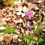 Lathyrus vernus flower picture by grünspan (cc-by-sa)