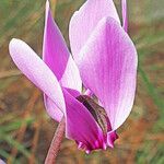 Cyclamen graecum flower picture by dimitris log (cc-by-sa)