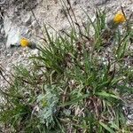 Hieracium piliferum habit picture by Francois Mansour (cc-by-sa)