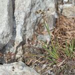 Luzula alpinopilosa habit picture by Martin Bishop (cc-by-sa)