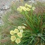 Bupleurum stellatum flower picture by Françoise Boulanger (cc-by-sa)