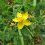 Hypericum undulatum flower picture by Paco Paños (cc-by-sa)