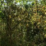 Dombeya ciliata habit picture by E. Mouysset (cc-by-sa)