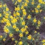 Genista hirsuta habit picture by Serrano perez de la concha (cc-by-sa)