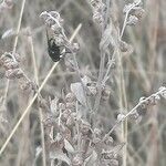 Artemisia absinthium fruit picture by Stefana Popova (cc-by-sa)