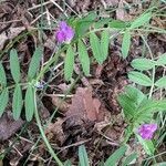 Vicia sativa habit picture by Sabina Hartmann (cc-by-sa)