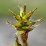 Carex echinata fruit picture by Yoan MARTIN (cc-by-sa)