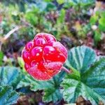 Rubus chamaemorus fruit picture by Mariusz KS (cc-by-sa)