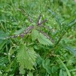 Urtica membranacea leaf picture by aibo73 (cc-by-sa)