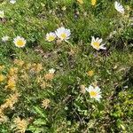 Leucanthemopsis alpina habit picture by Jacques Zuber (cc-by-sa)