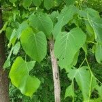 Tilia americana leaf picture by Hannah Shaw (cc-by-sa)