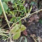 Daucus carota leaf picture by michel cosme (cc-by-sa)