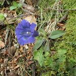 Gentiana occidentalis habit picture by Sylvain Piry (cc-by-sa)