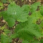 Ribes spicatum leaf picture by Alexander Baransky (cc-by-sa)