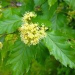 Acer tataricum flower picture by mario (cc-by-sa)