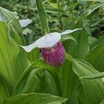 Cypripedium reginae flower picture by Steve Chapman (cc-by-sa)