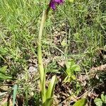 Orchis mascula leaf picture by Giovanni Scarmoncin (cc-by-sa)