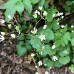 Saxifraga rotundifolia flower picture by Fabien Perain (cc-by-sa)