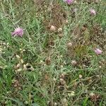 Centaurea paniculata habit picture by Jean-Marie Frenoux (cc-by-sa)