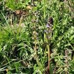 Salvia x sylvestris habit picture by Lili-Rose Saint-Pierre (cc-by-sa)