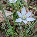 Ornithogalum divergens habit picture by Sabina Hartmann (cc-by-sa)