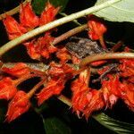 Glossoloma tetragonum fruit picture by Nelson Zamora Villalobos (cc-by-nc)