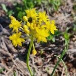 Bulbine abyssinica flower picture by Susan Brown (cc-by-sa)