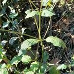 Bidens pilosa habit picture by Trap Hers (cc-by-sa)