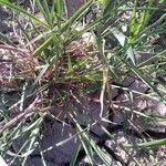 Setaria verticillata habit picture by Michel Bataille (cc-by-sa)