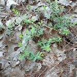 Hypericum hypericoides habit picture by Aaron Harp (cc-by-sa)